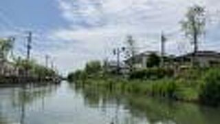 川下りで柳川のほとりの柳を堪能