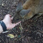 シドニー近郊にあるふれあい動物園