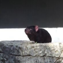 タスマニアデビル