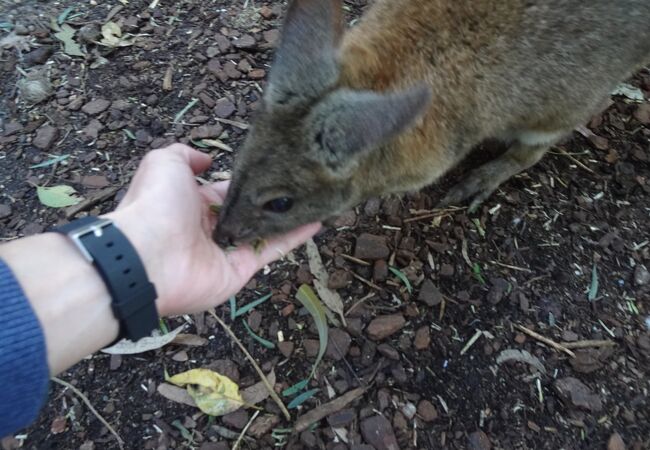 シドニー近郊にあるふれあい動物園