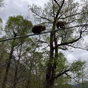 河童橋から明神池には、サル君いっぱい