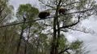 河童橋から明神池には、サル君いっぱい