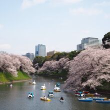 千鳥ヶ淵緑道ボート場