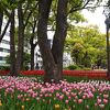 横浜公園のチューリップ