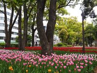 横浜公園のチューリップ