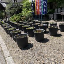 境内の蓮の鉢。これからの季節が楽しみです。