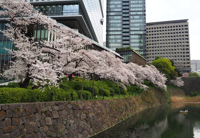 桜がきれい