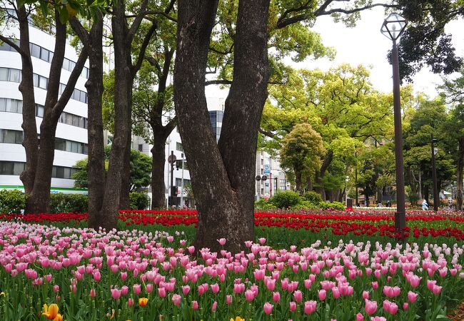 横浜公園のチューリップ