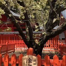 金櫻神社