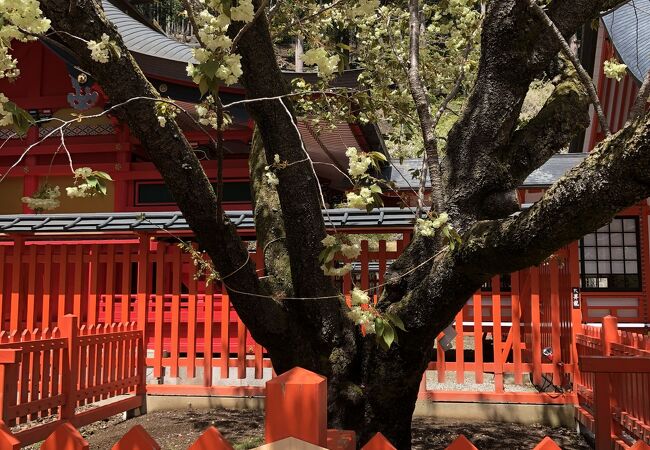 金櫻神社