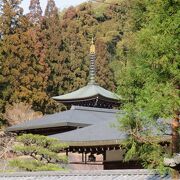 確かに苔寺です