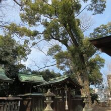 ユニークな形の神木です