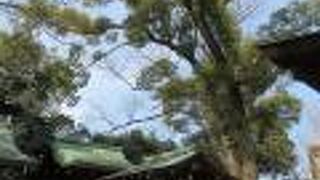 アクセスは悪いです