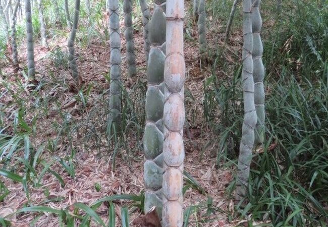珍しい竹がありました