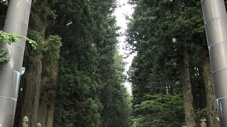 圧倒的な大木のパワー