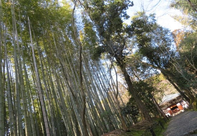 地蔵院の竹林