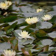 紫陽花と水連