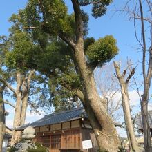 神木のクスノキです