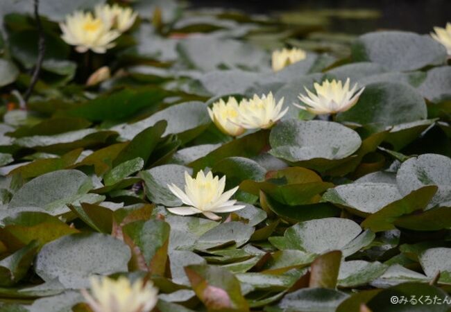 紫陽花と水連