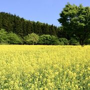 広大な敷地と八海山酒造の雪室