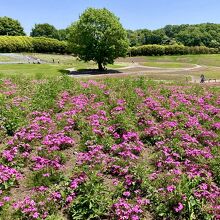 みさと芝桜公園