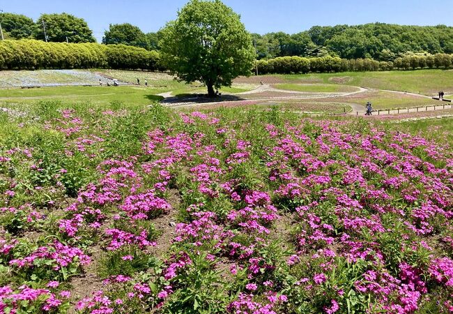 みさと芝桜公園