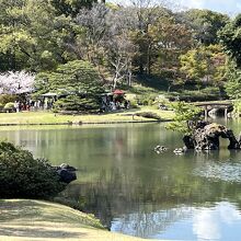 池の向こうに桜が１本。人で賑わってました。