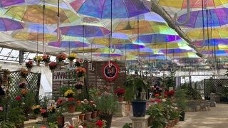 定番の花公園は3月も楽しい