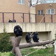 円山動物園チンパンジー館