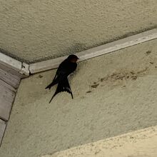 トイレの壁に留まる燕。きっとここに巣があったんでしょうね