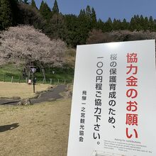 桜保存のため、寄付の要請