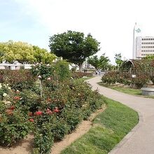 バラ公園の様子