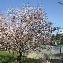 坂下グランドの桜が見頃