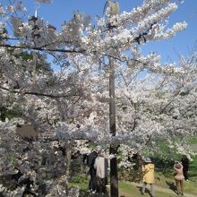 坂下グランドの桜