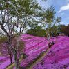 藻琴山温泉 芝桜公園