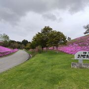 芝桜