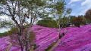 藻琴山温泉 芝桜公園