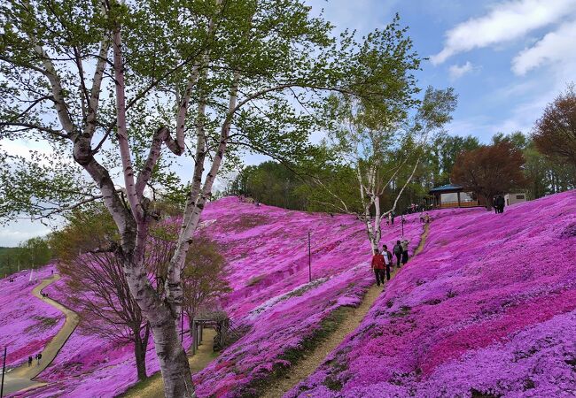 藻琴山温泉 芝桜公園