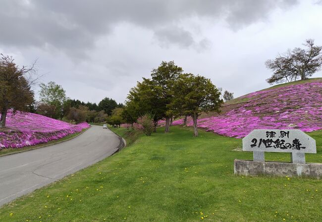 芝桜