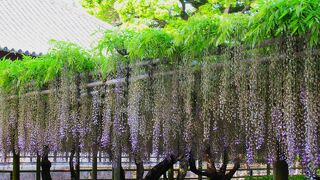 なんとか見ることが出来たフジ！