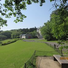 庭園散策：山桜の大木傍から見る、芝生と美術館の遠景