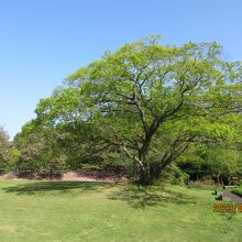 庭園散策：樹形の美しいエノキの大木と、左手に里桜の並木