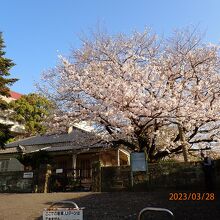 桜がきれいです