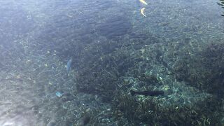 湧き水の透明度がすごい