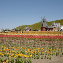 滞在したのは少しの間でしたが、綺麗なチューリップに癒されます