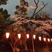 雨の桜まつり