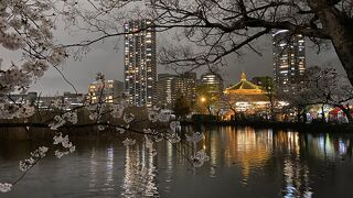 池の周りの桜が