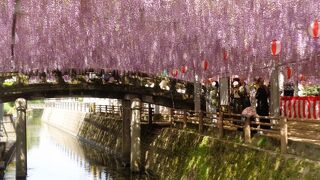 広い分厚い藤棚