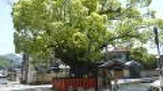 巨大なクスノキ