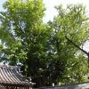 幹の周りも堂々としていて、いかにも古い樹齢を感じさせてくれる木